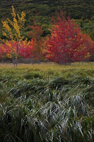 Autumn in AcadiaL - NHP229
